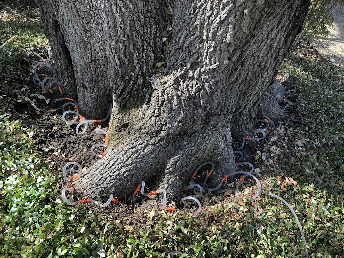 Detailed Tree Cabling and Bracing job site in Shelley