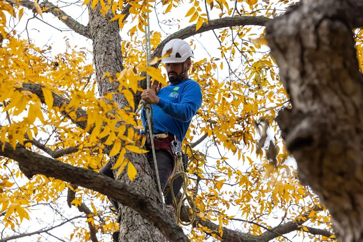 Skilled Storm Damage Cleanup crew working in Shelley