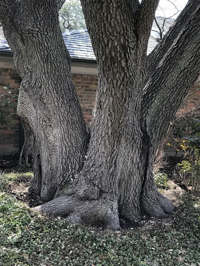 Mature heritage tree close to a Shelley property cared for by certified arborists