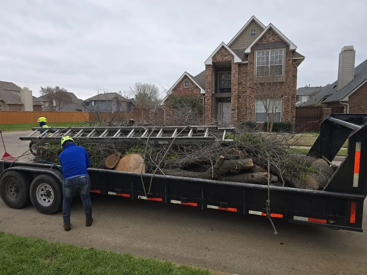 Expert Tree Removal with proper safety equipment in Shelley